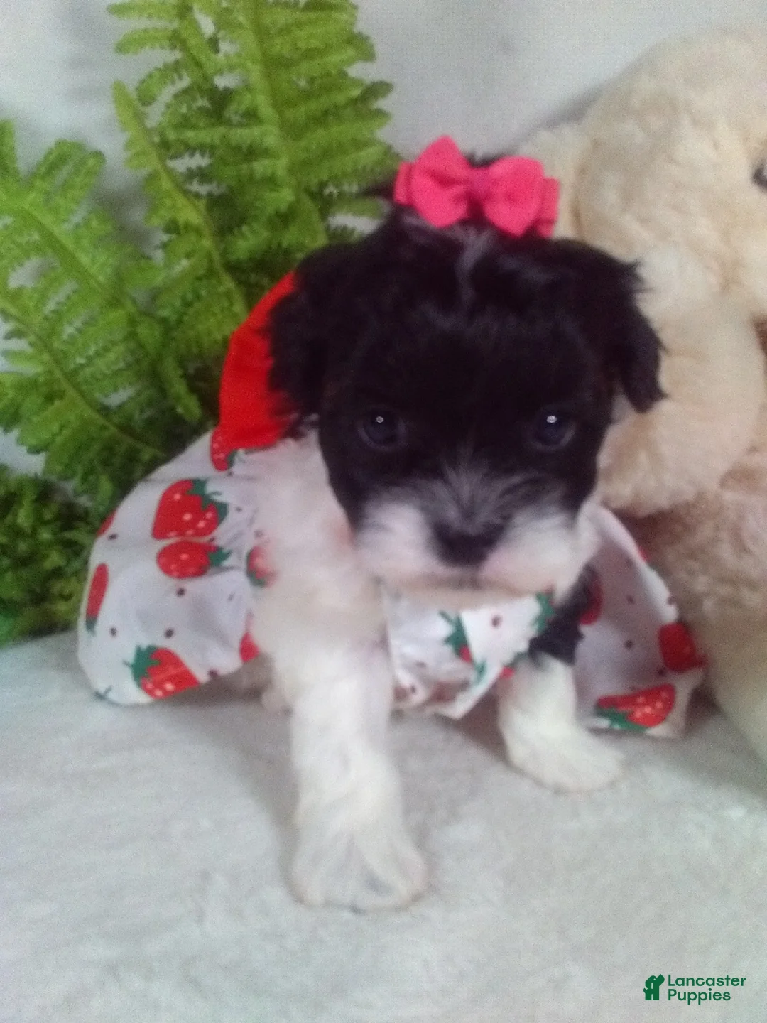 Shihpoo dogs for sale: Kiki - Ad 1