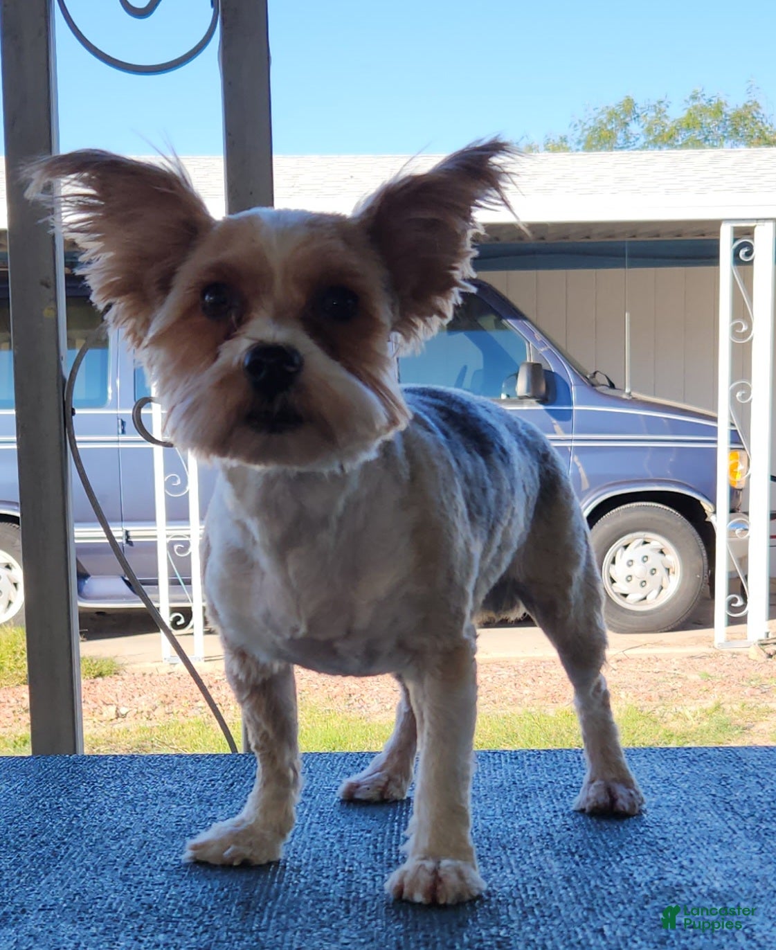 Shorkie dogs Deya - Ad 2