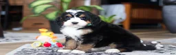 Bernedoodle dogs for sale: Bennet - Ad 4