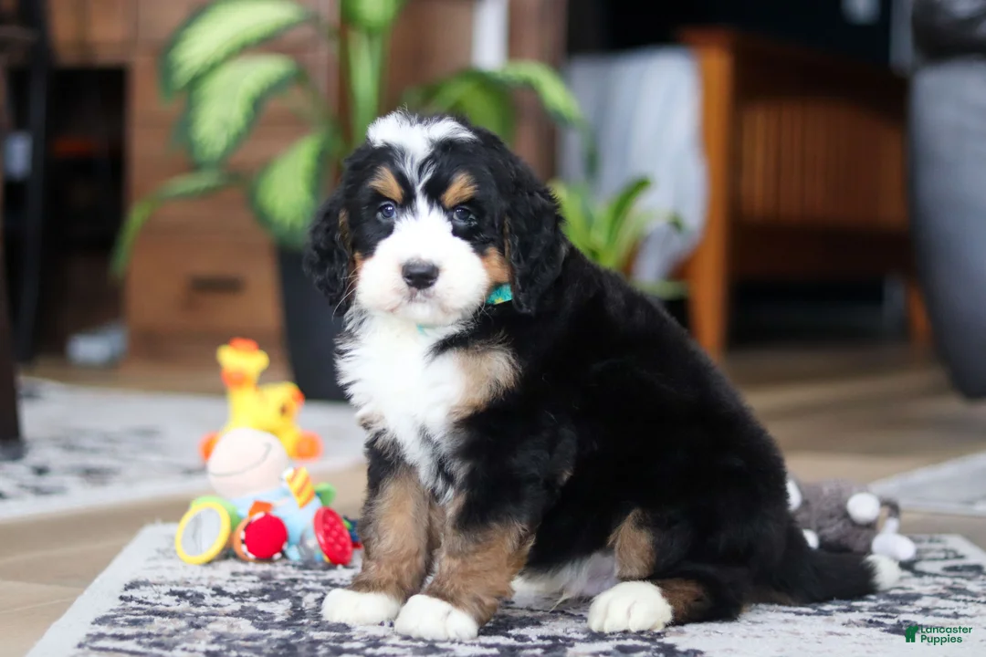 Bernedoodle dogs for sale: Bennet - Ad 4