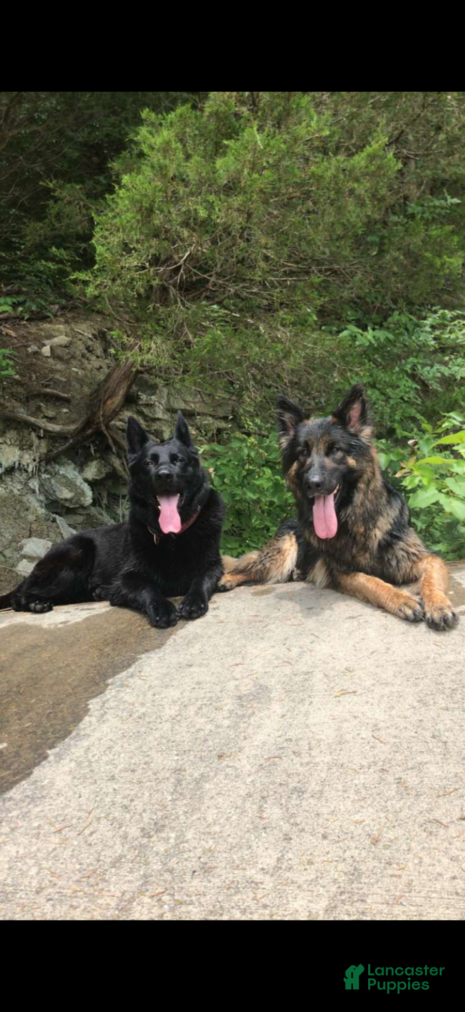 German Shepherd dogs German Shepherd Puppy 4 - Ad 2