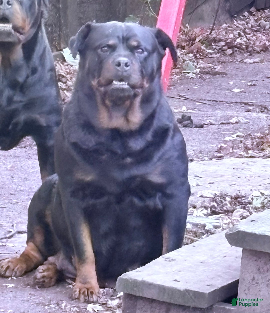 Rottweiler dogs for sale: Rottweiler Puppy 1 - Ad 3