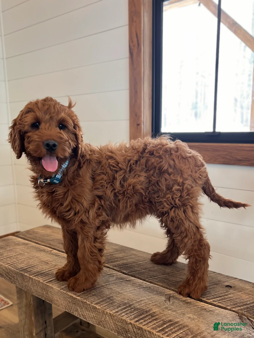 Irish Doodle dogs for sale: Copper - Ad 11