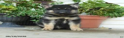 Gerberian Shepsky dogs for sale: Tigger - Ad 5