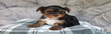 Molly 