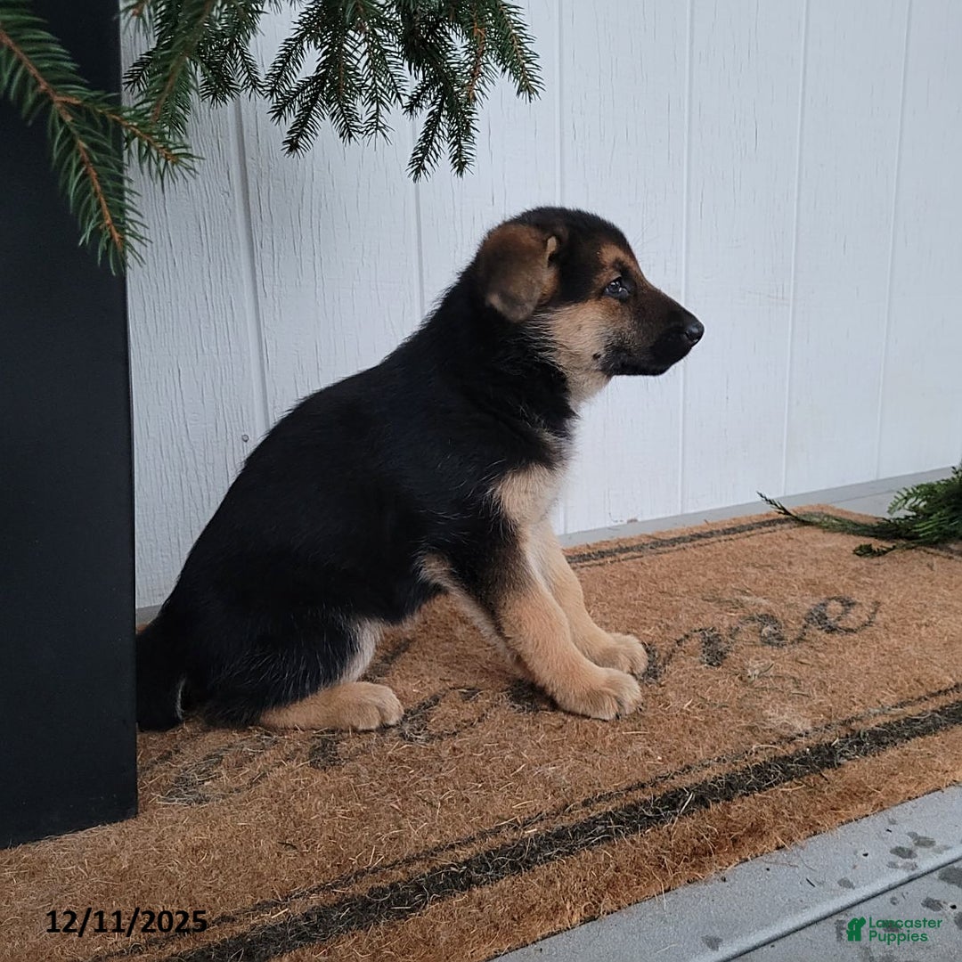 German Shepherd dogs for sale: Lucy - Ad 3