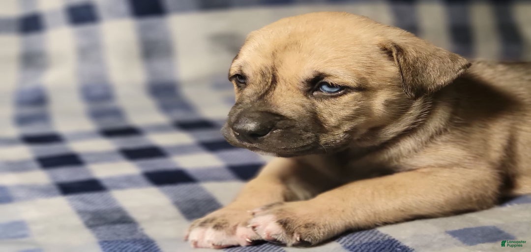 Gallery Image {{count}}