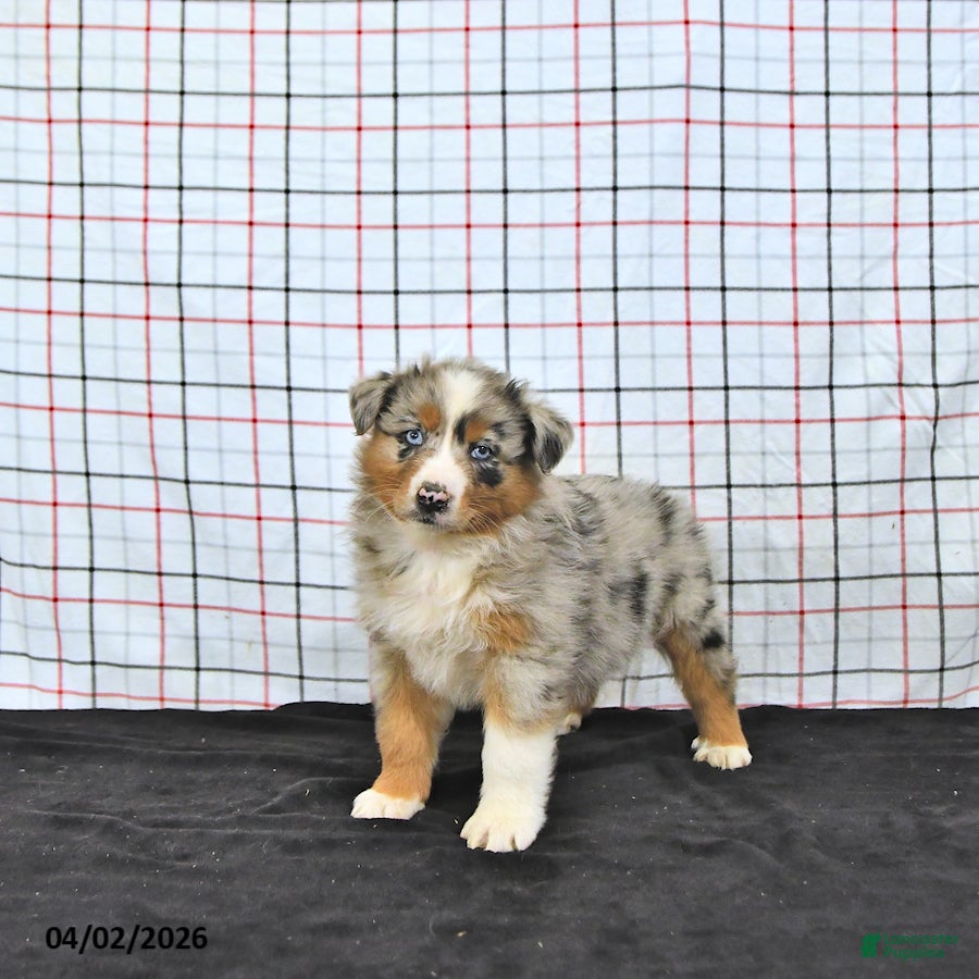 Australian Shepherd dogs Penny - Ad 1