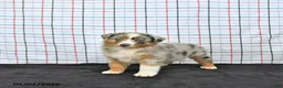 Australian Shepherd dogs for sale: Penny - Ad 1