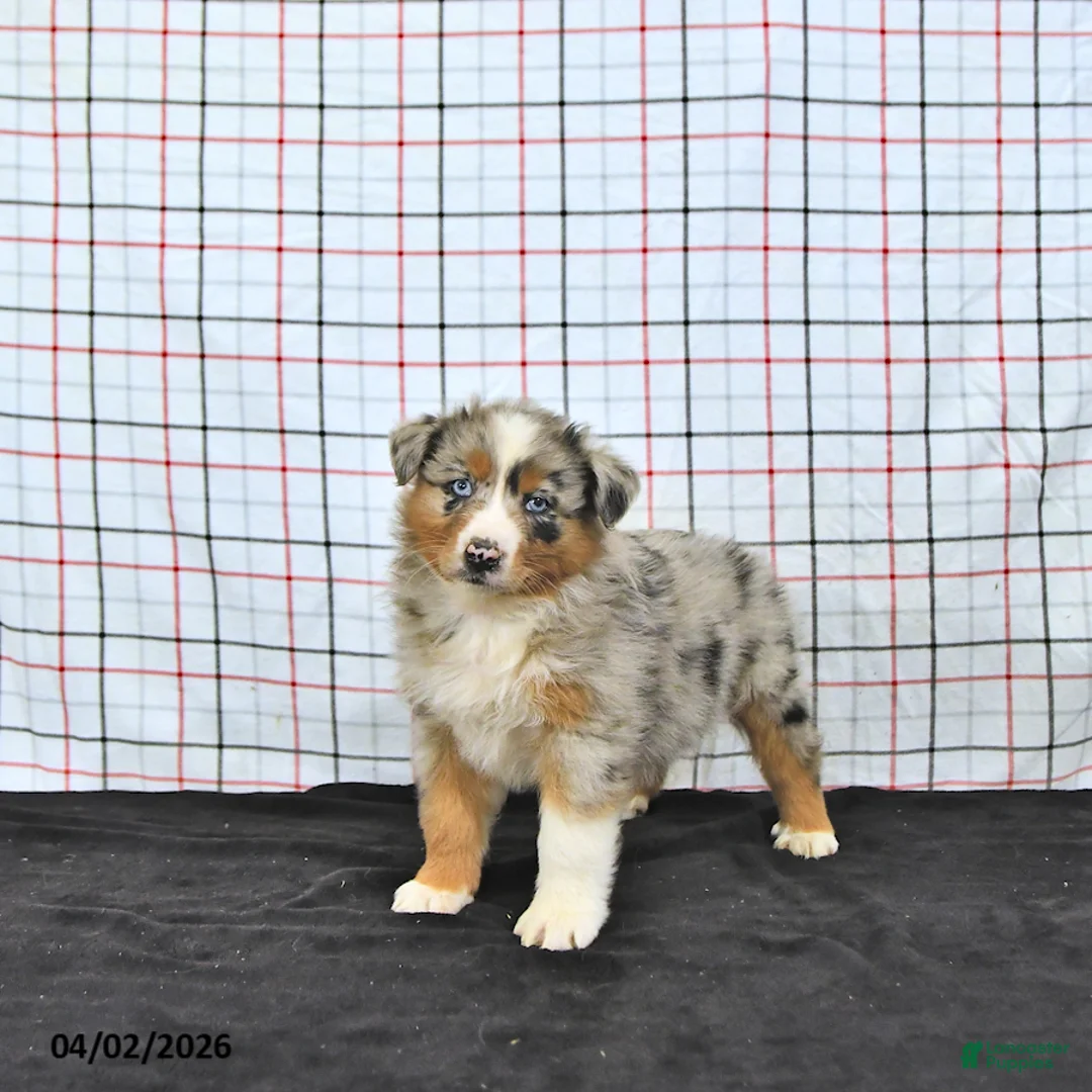 Australian Shepherd dogs for sale: Penny - Ad 1