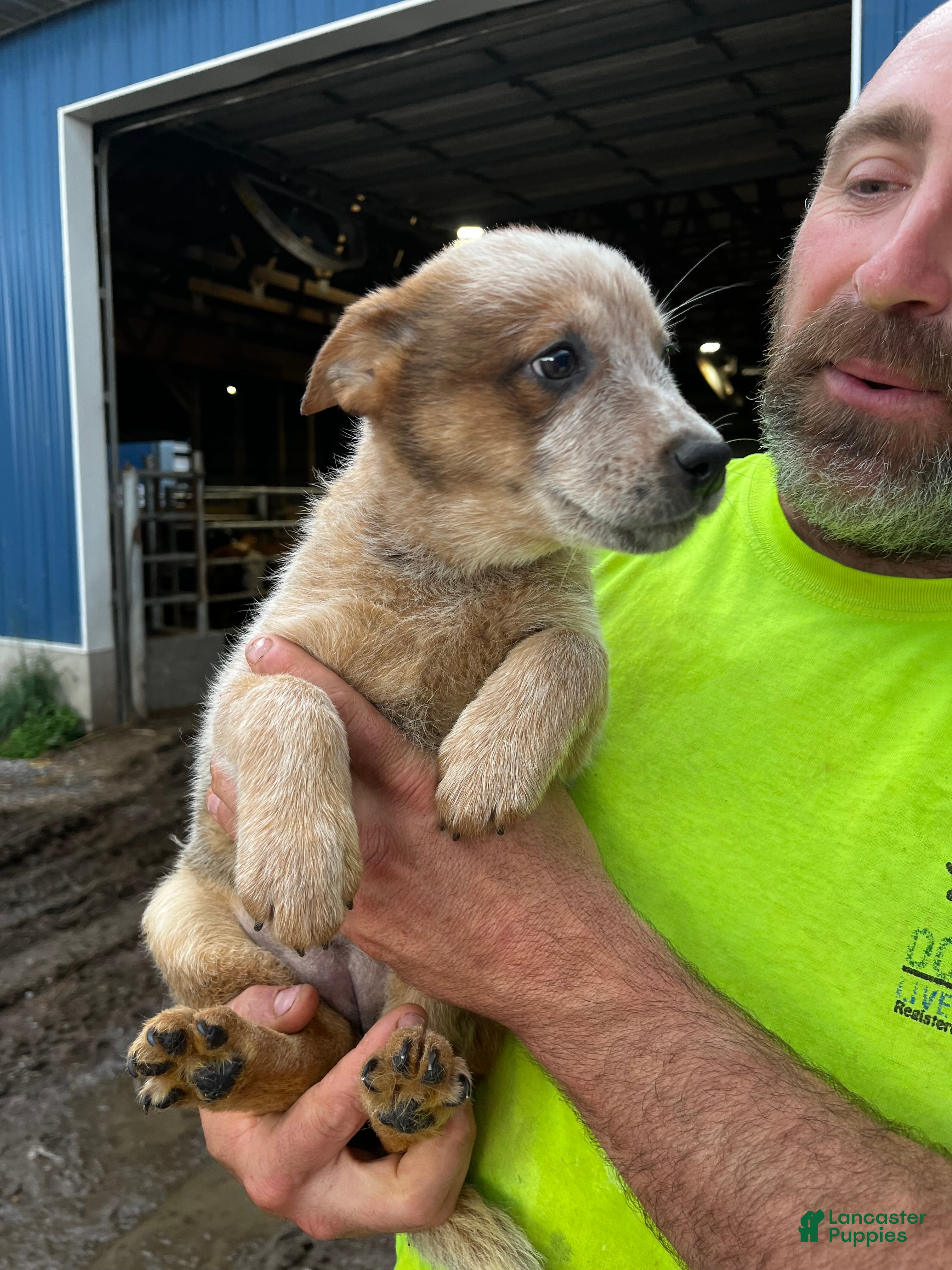 Australian Cattle Dog dogs Fiona - Ad 3