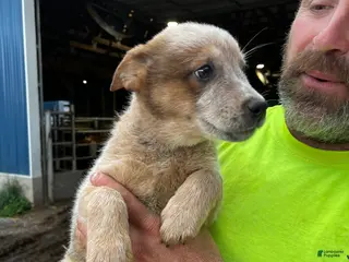 Australian Cattle Dog dogs Fiona - Ad 33