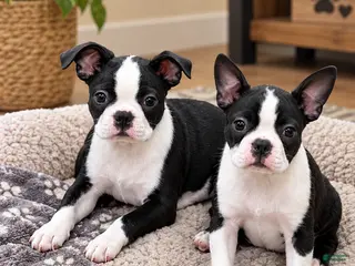 Boston Terrier dogs Jamie Boston Terrier - Ad 2