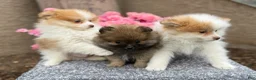 Pomeranian dogs for sale: Poppy - Ad 17