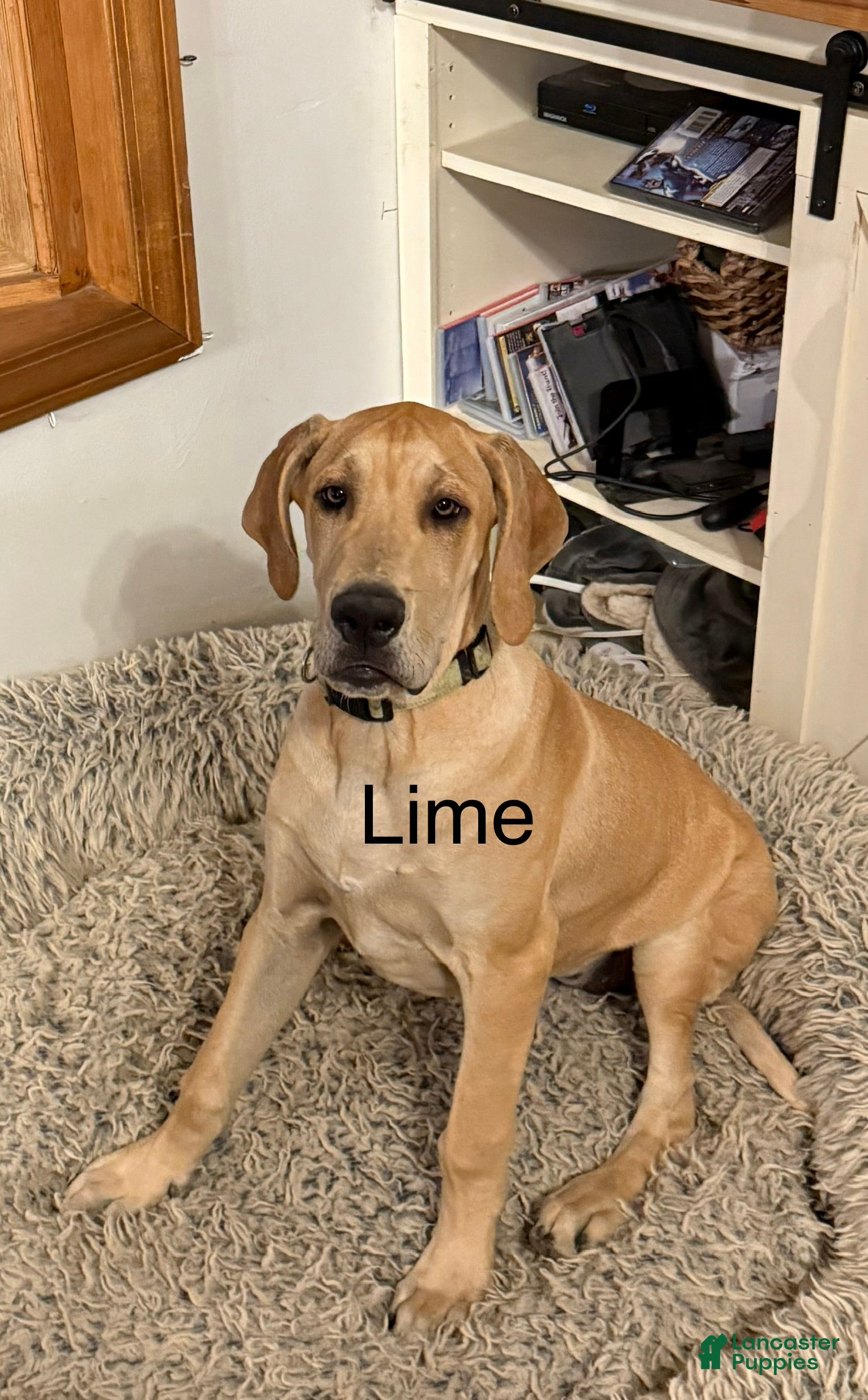 Lime