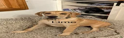 Great Dane dogs for sale: Lime - Ad 1