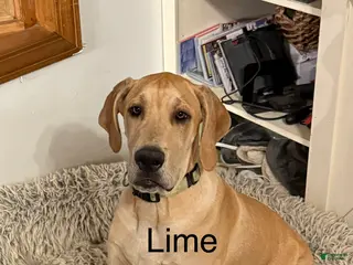 Great Dane dogs Lime - Ad 28
