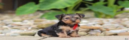 Yorkiepoo dogs for sale: Baklava - Ad 2