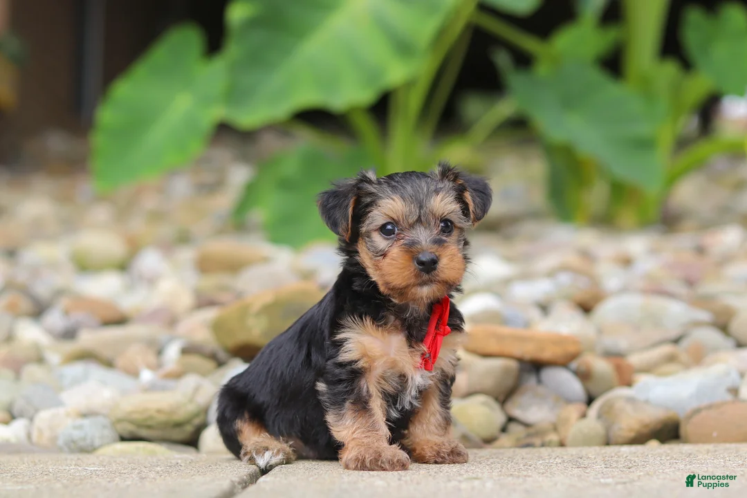 Yorkiepoo dogs for sale: Baklava - Ad 2