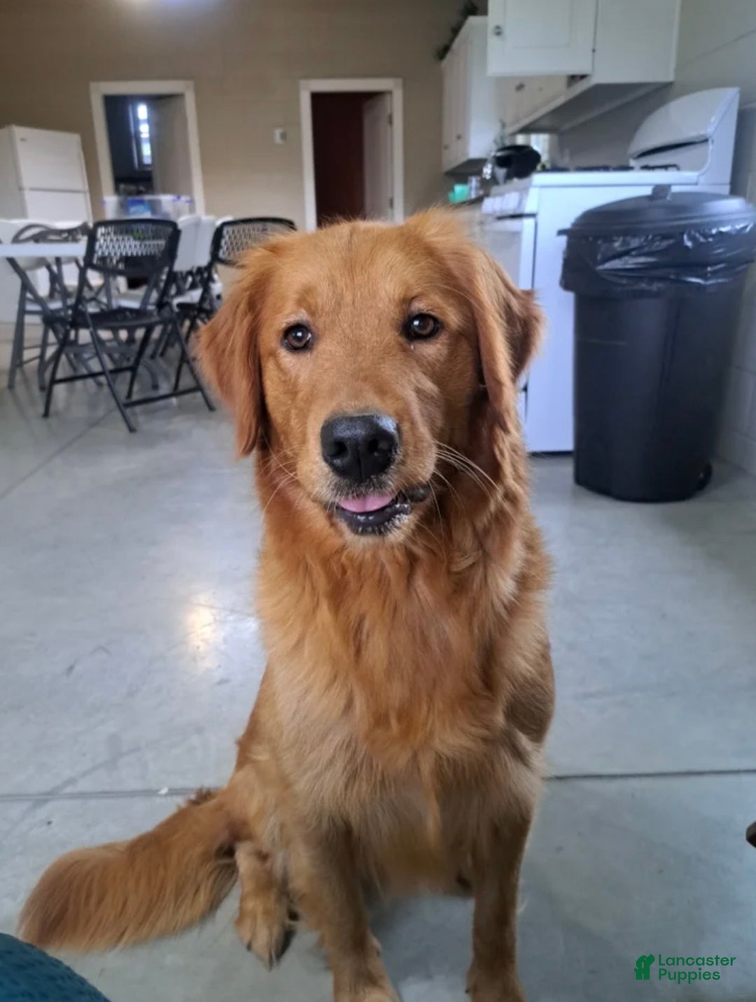 Golden Retriever dogs for sale: Marley - Ad 8