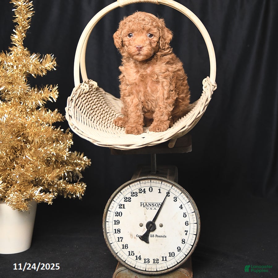 Toy Poodle dogs Darling - Ad 24