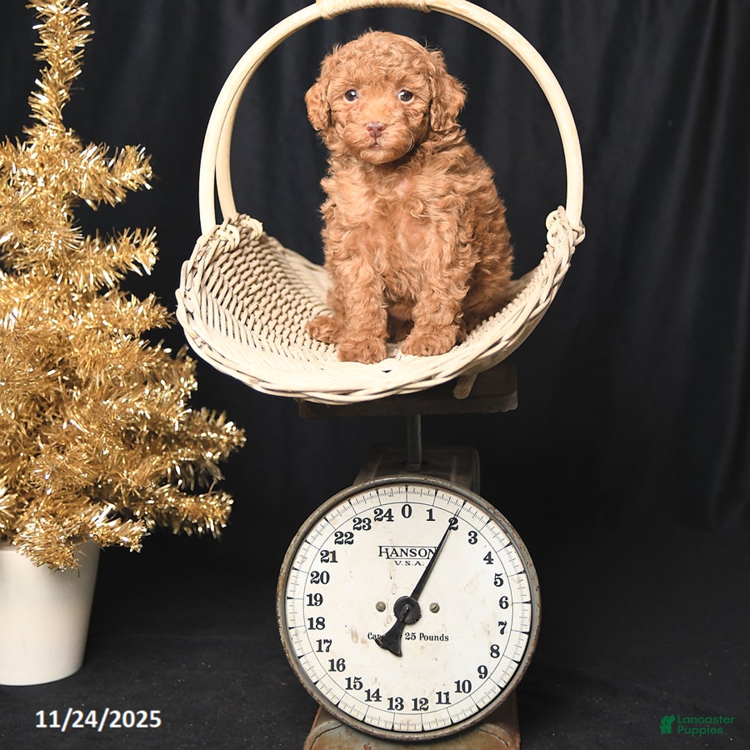 Toy Poodle dogs for sale: Darling - Ad 1