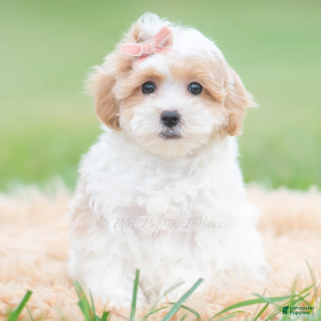 Maltipoo dogs for sale: Boop - Ad 1