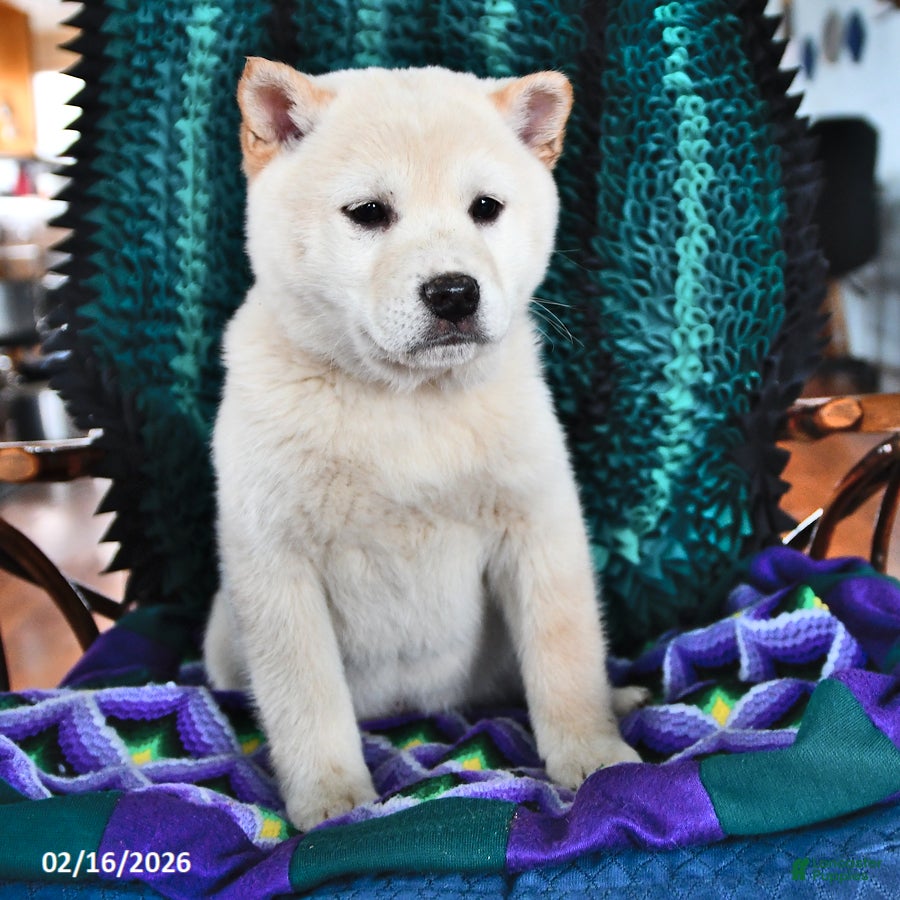 Shiba Inu dogs Snowball  - Ad 1