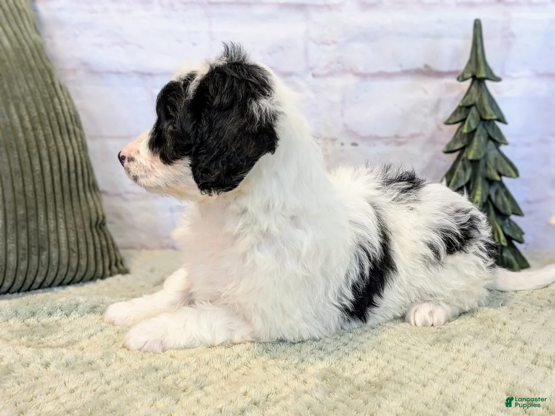 Mixed Breed dogs for sale: Ashton  - Ad 4