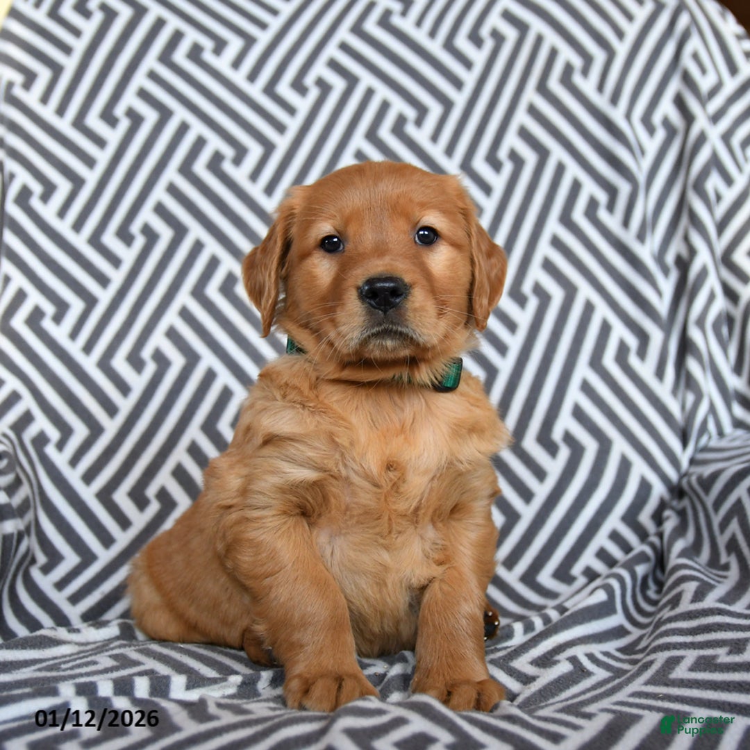 Golden Retriever dogs for sale: Lollipop - Ad 2