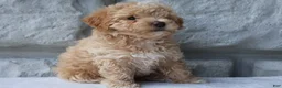 Maltipoo dogs for sale: Milo - Ad 4