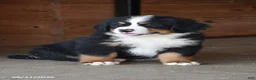 Bernese Mountain Dog dogs for sale: Max - Ad 4
