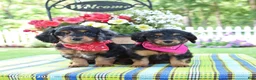 Doxiepoo dogs for sale: Isabelle - Ad 2