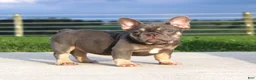 French Bulldog dogs for sale: Porcha - Ad 4