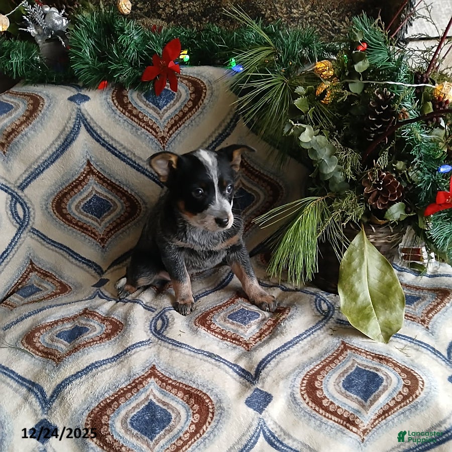 Australian Cattle Dog dogs for sale: Milo - Ad 3