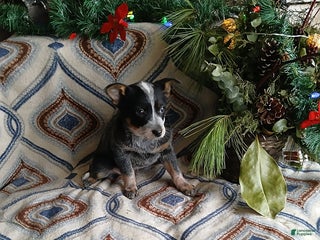 Australian Cattle Dog dogs for sale: Milo - Ad 3