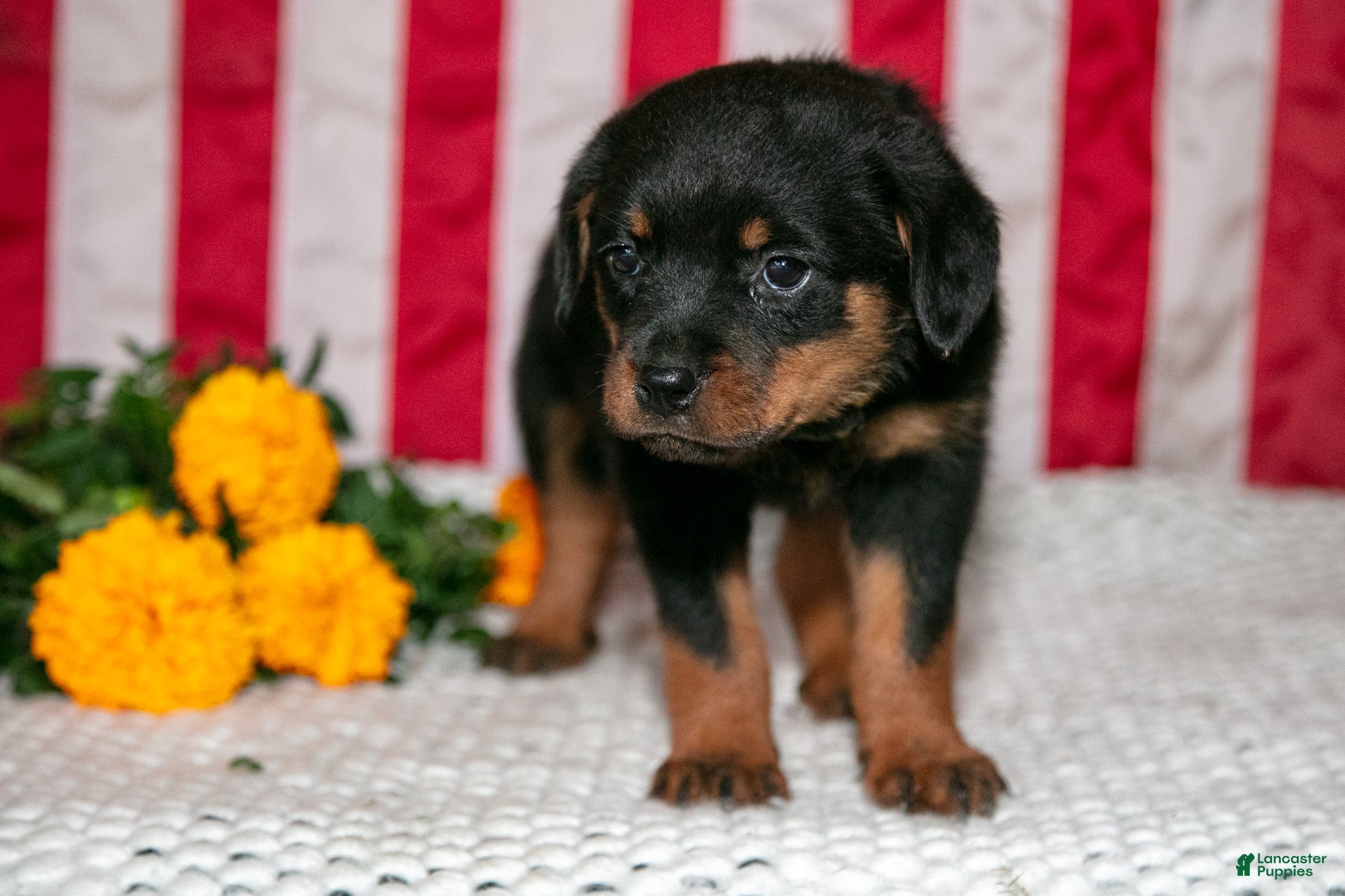 Rottweiler dogs Tippy - Ad 2