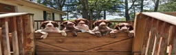 German Shorthaired Pointer dogs for sale: German Shorthaired Pointer 3 - Ad 5