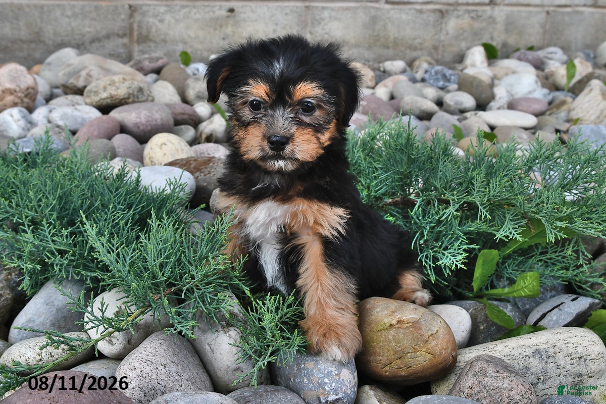 Shorkie dogs Sadie - Ad 1
