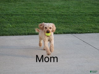 Mini Goldendoodle dogs - Ad 5