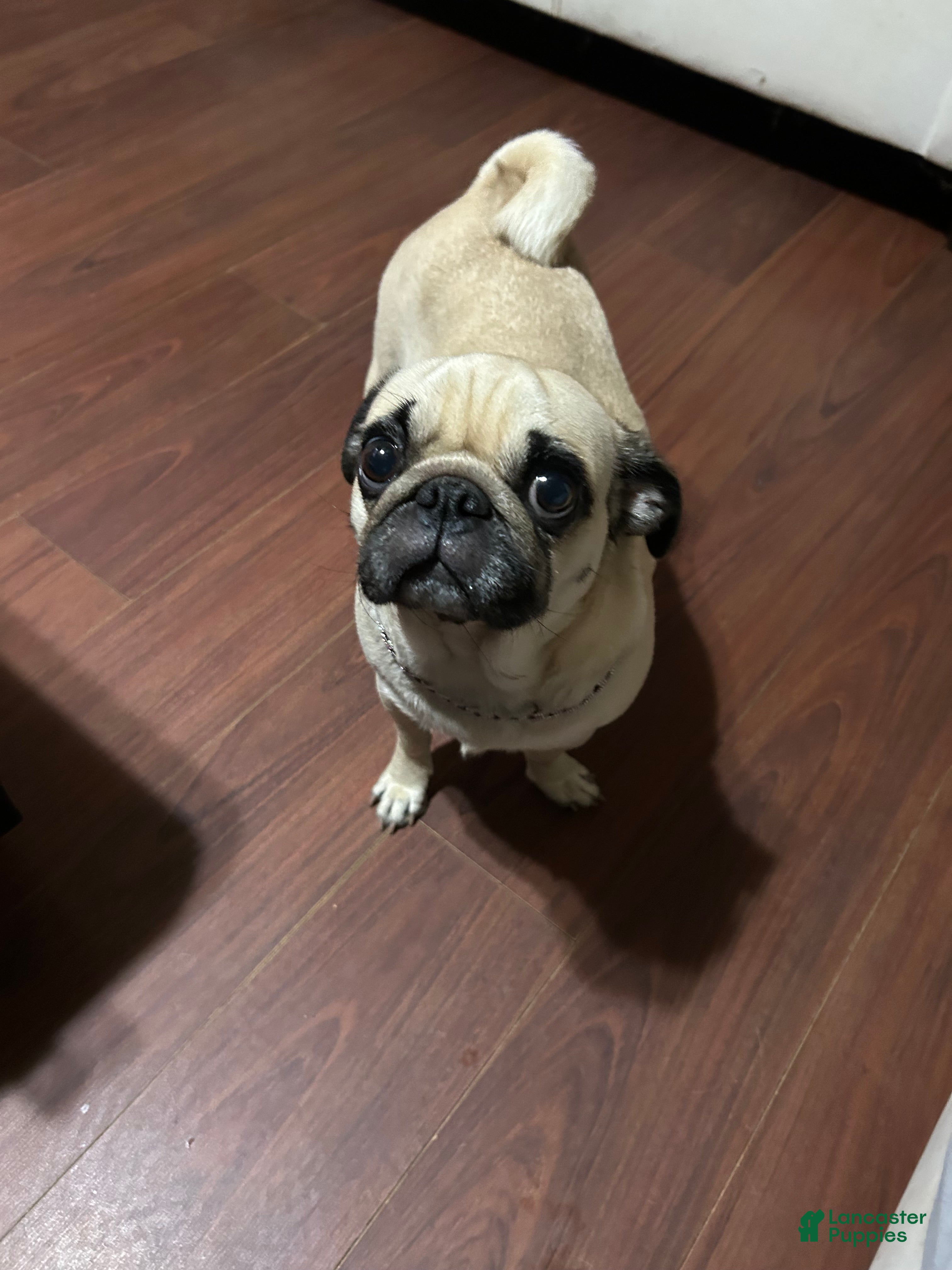 Pug dogs Pug 7 - Ad 39