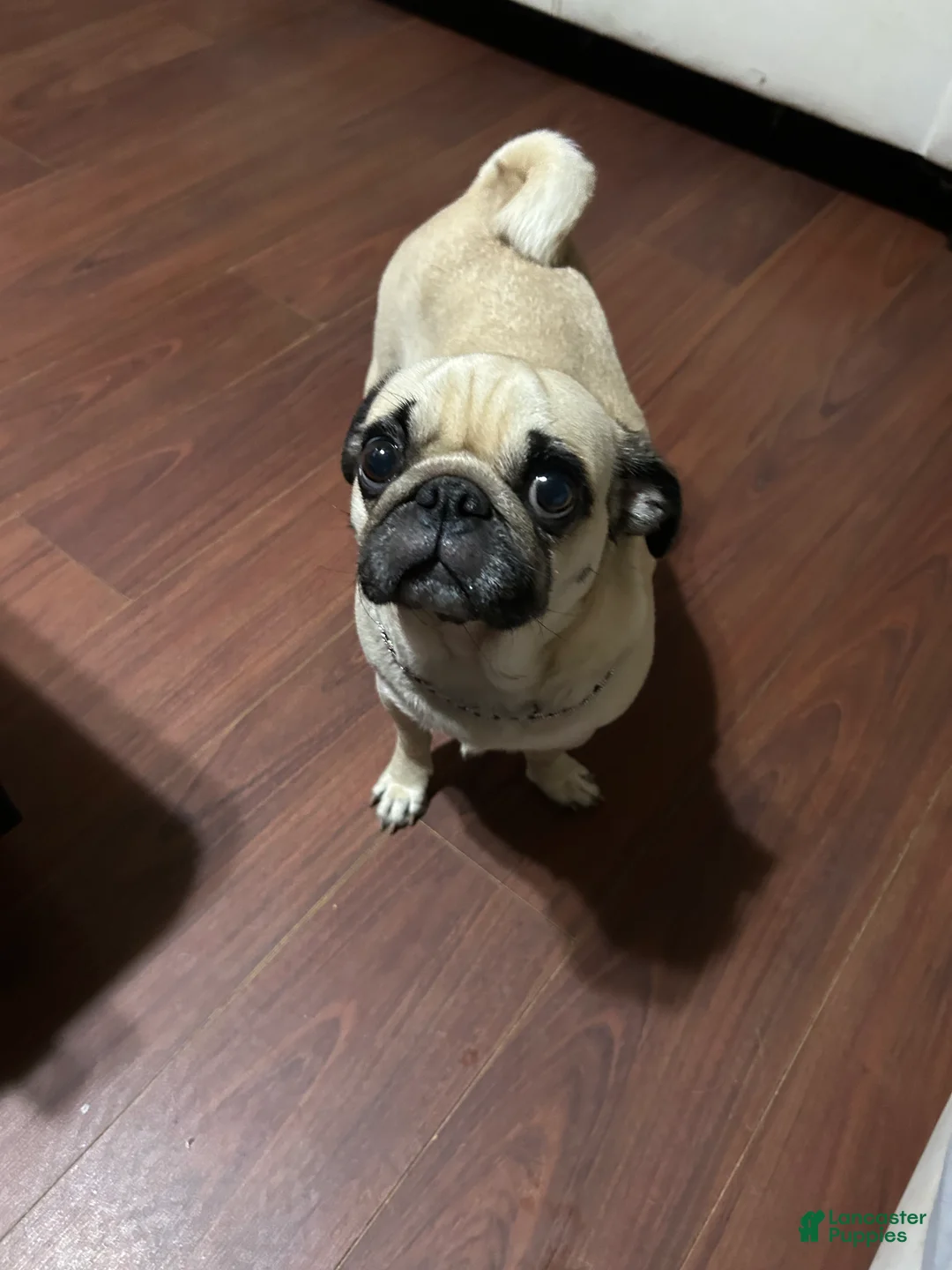 Pug dogs for sale: Pug 7 - Ad 1