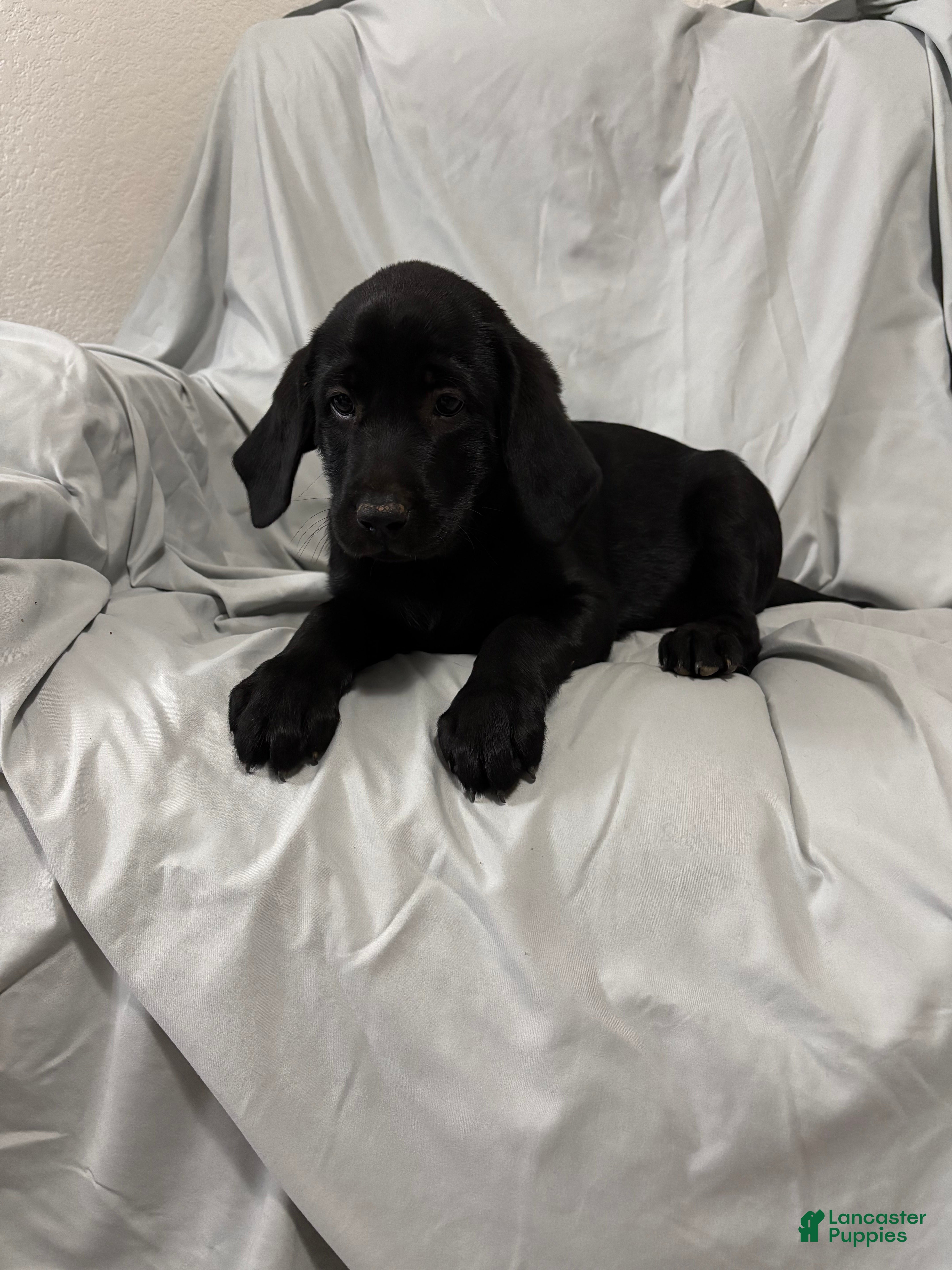 Labrador Retriever dogs Labrador Retriever Puppy 2 - Ad 8