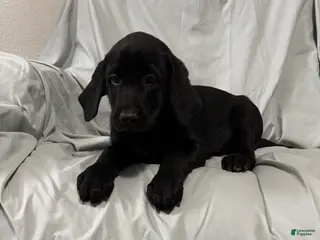 Labrador Retriever dogs Labrador Retriever Puppy 2 - Ad 8