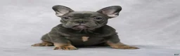 French Bulldog dogs for sale: Gia - Ad 2