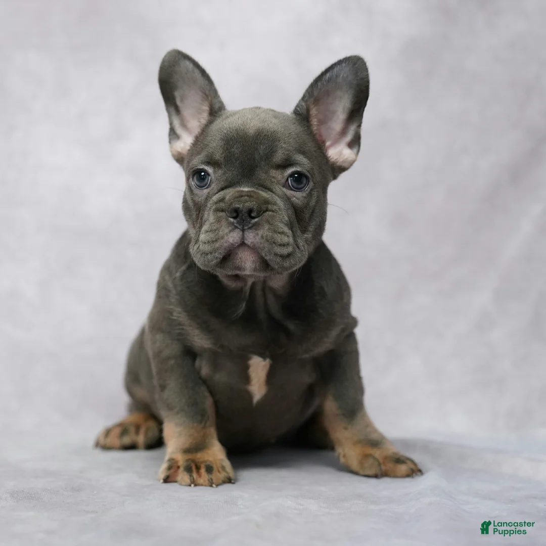 French Bulldog dogs for sale: Gia - Ad 2