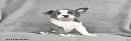 Boston Terrier dogs for sale: Twyla - Ad 5