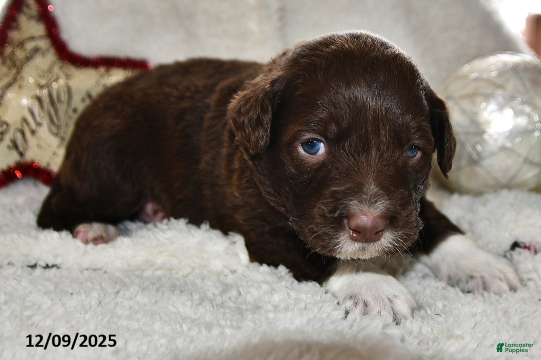 Portuguese Water Dog dogs for sale: Dusky - Ad 5