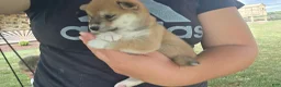 Shiba Inu dogs for sale: Freedom - Ad 16