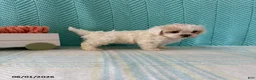 Mixed Breed dogs for sale: Mindy - Ad 4